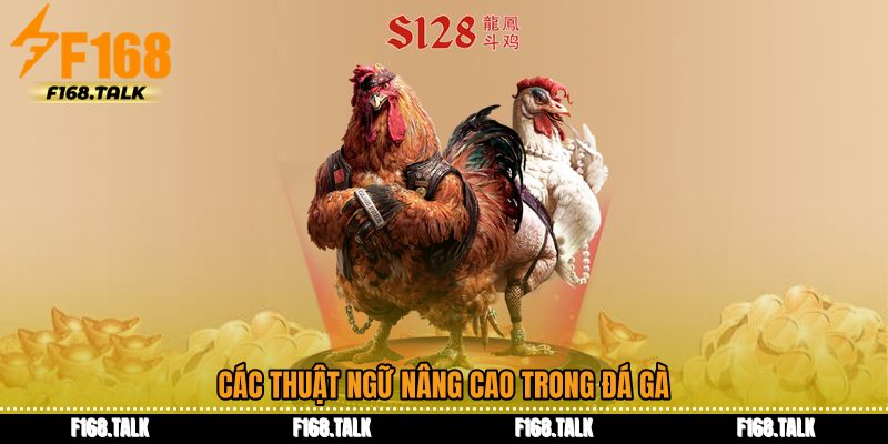 Các thuật ngữ nâng cao trong đá gà