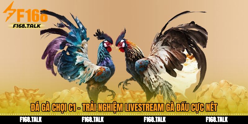 Đá Gà Chọi C1 - Trải Nghiệm Livestream Gà Đấu Cực Nét